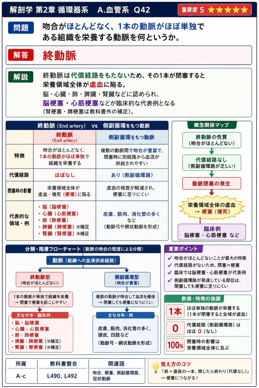 吻合がほとんどなく、1本の動脈がほぼ単独である組織を栄養する動脈を何というか。 解説図