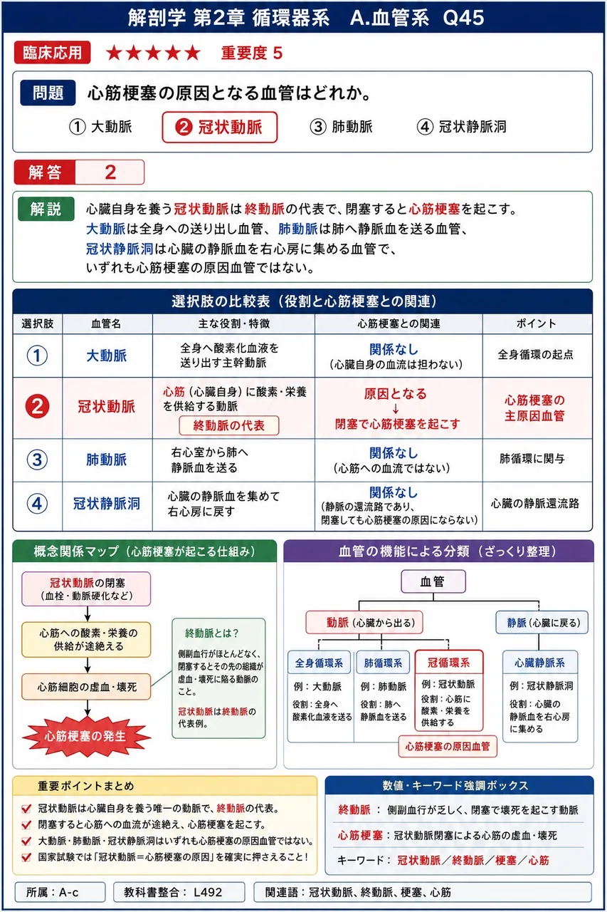 心筋梗塞の原因となる血管はどれか。 解説図
