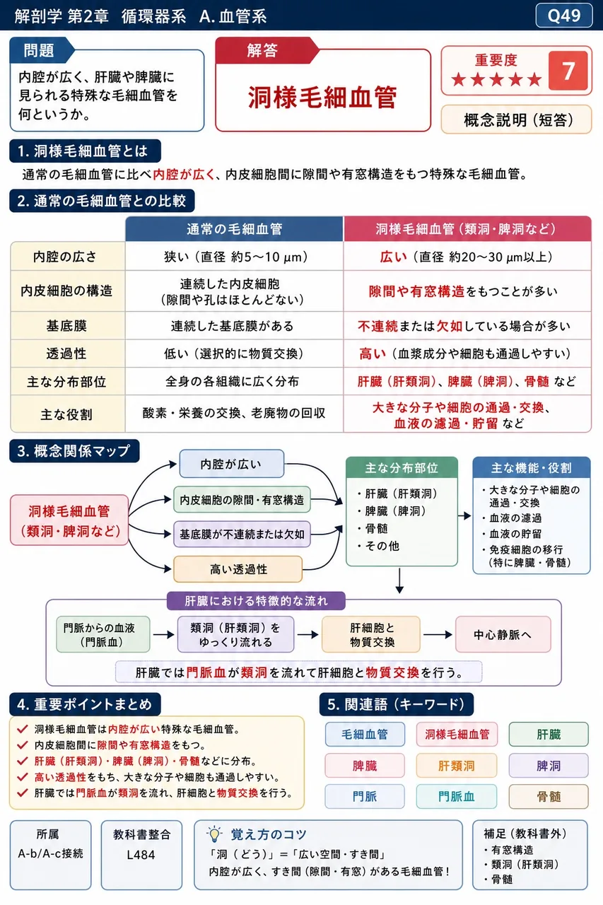 内腔が広く、肝臓や脾臓に見られる特殊な毛細血管を何というか。 解説図