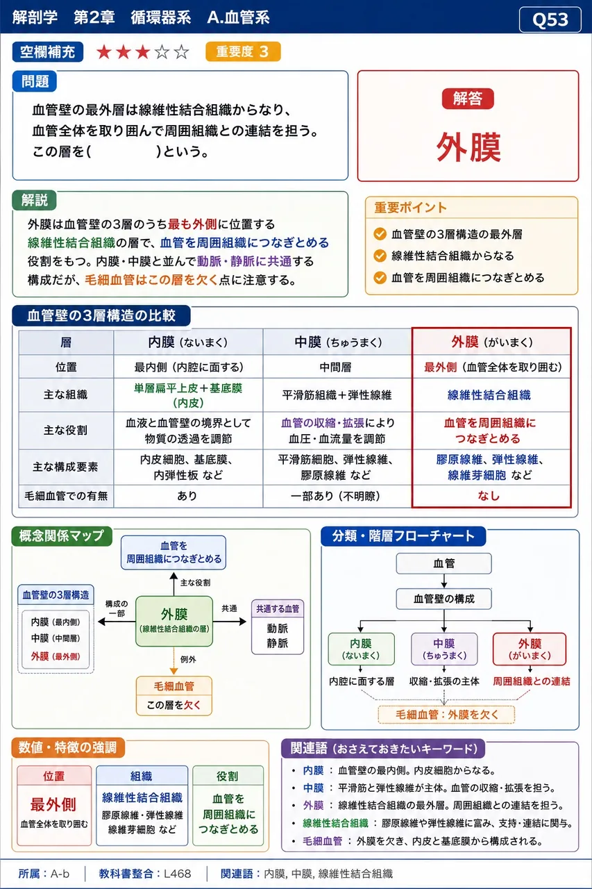 血管壁の最外層は線維性結合組織からなり、血管全体を取り囲んで周囲組織との連結を担う。この層を( )という。 解説図