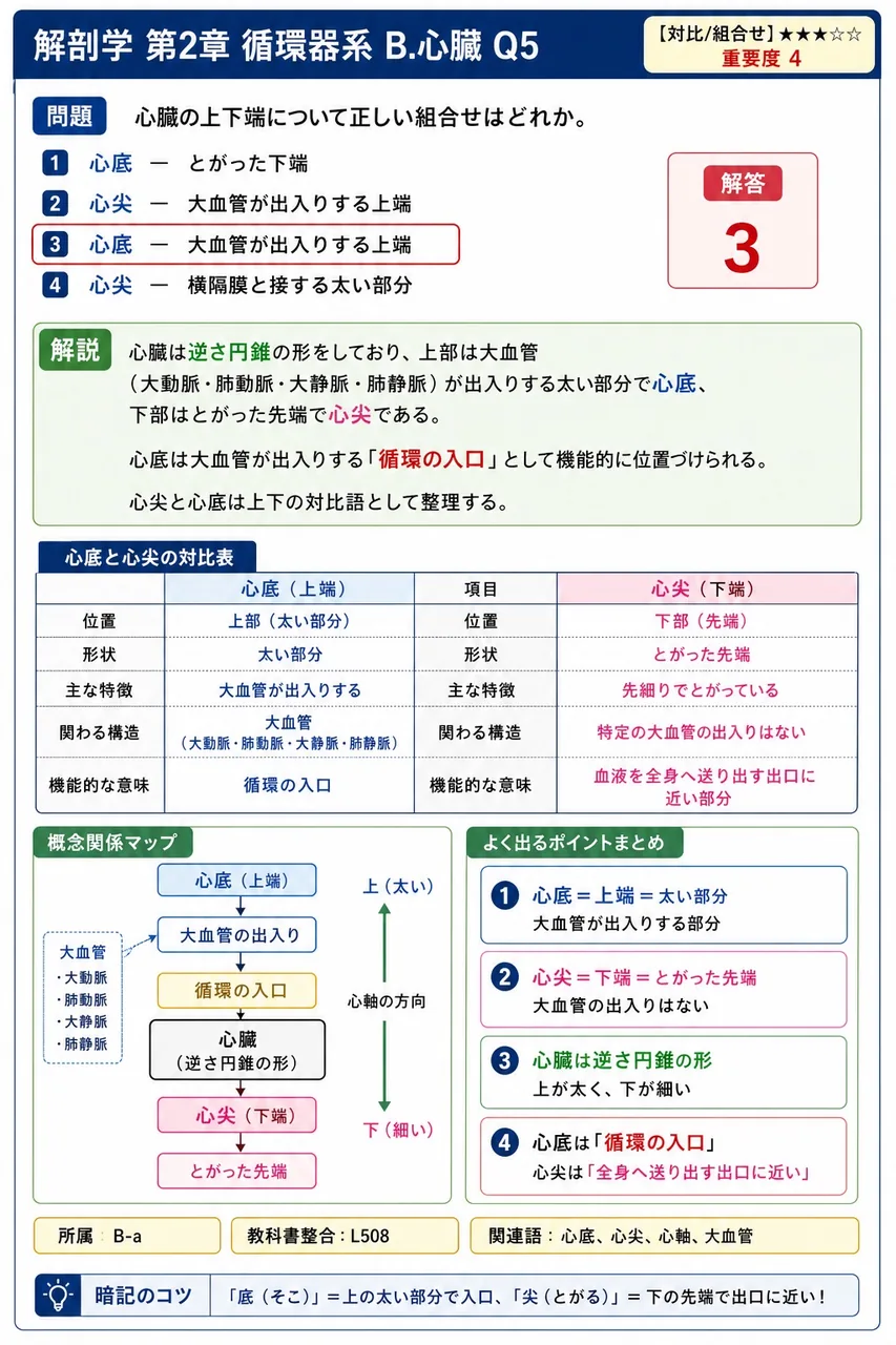 心臓の上下端について正しい組合せはどれか。 解説図