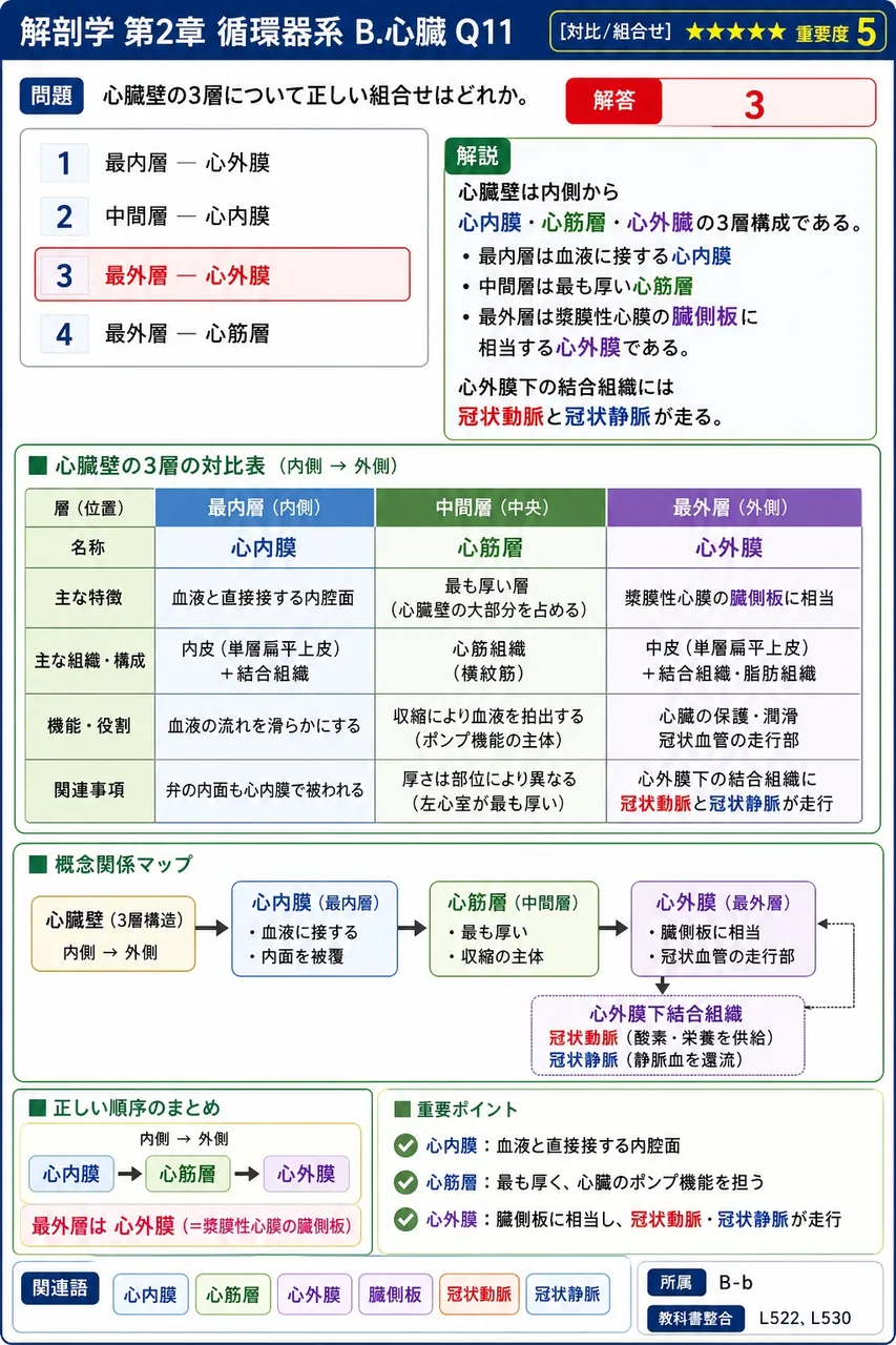 心臓壁の3層について正しい組合せはどれか。 解説図