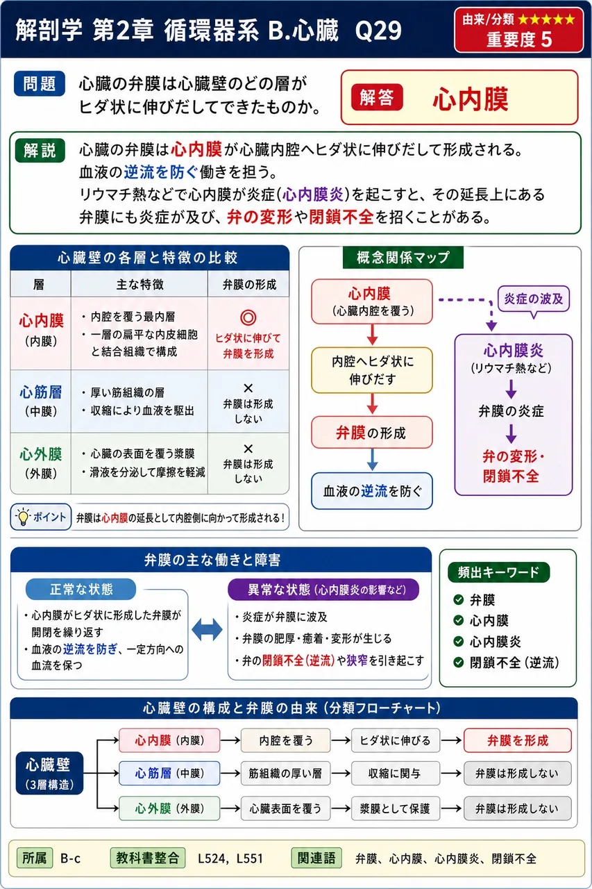 心臓の弁膜は心臓壁のどの層がヒダ状に伸びだしてできたものか。 解説図