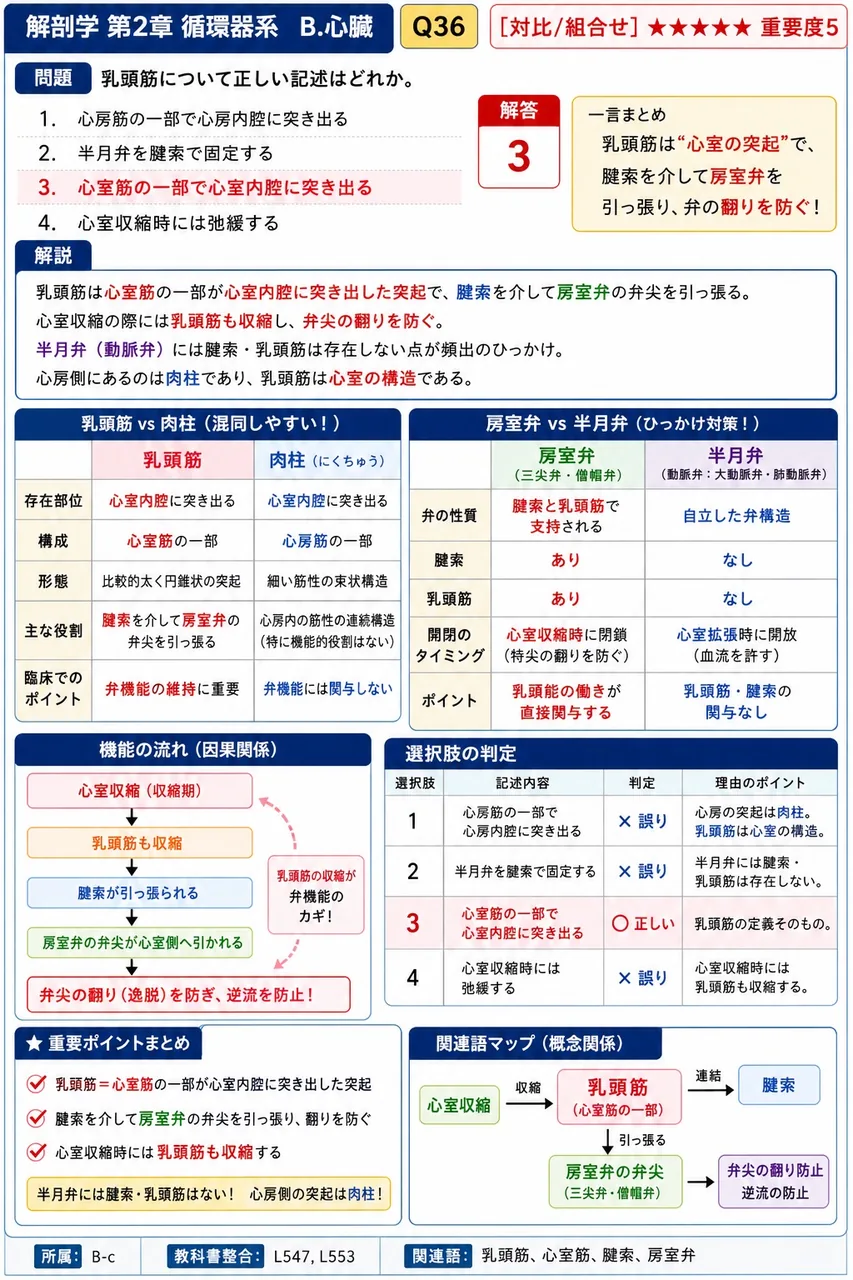 乳頭筋について正しい記述はどれか。 解説図