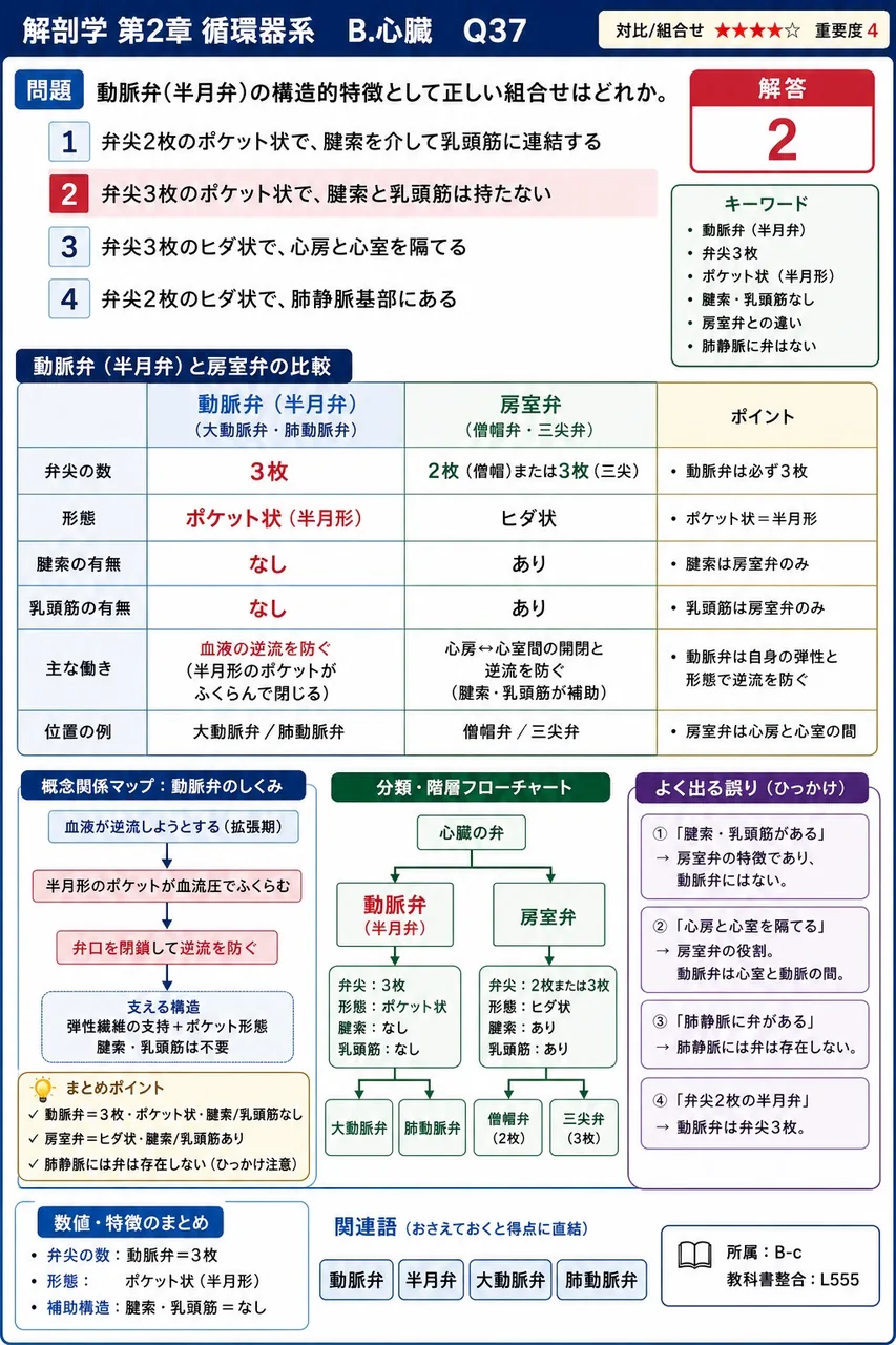 動脈弁(半月弁)の構造的特徴として正しい組合せはどれか。 解説図