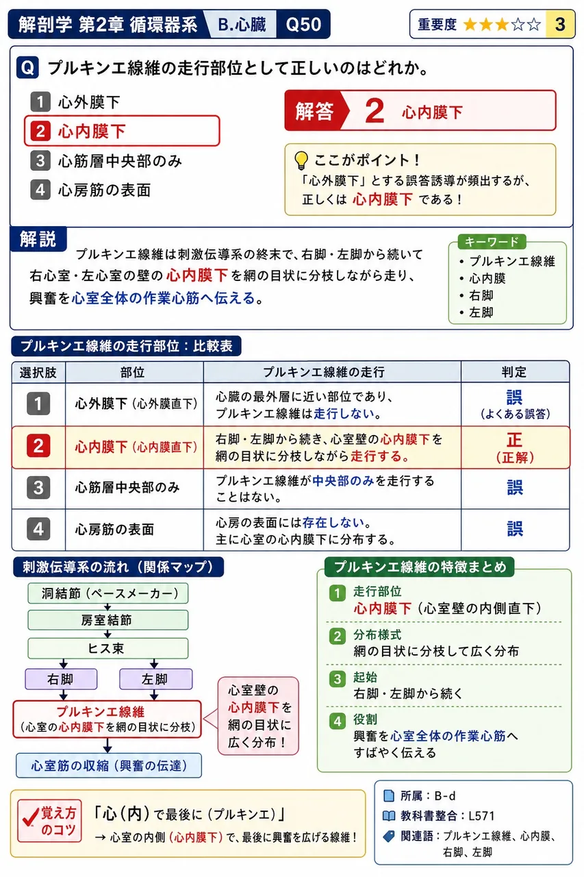 プルキンエ線維の走行部位として正しいのはどれか。 解説図