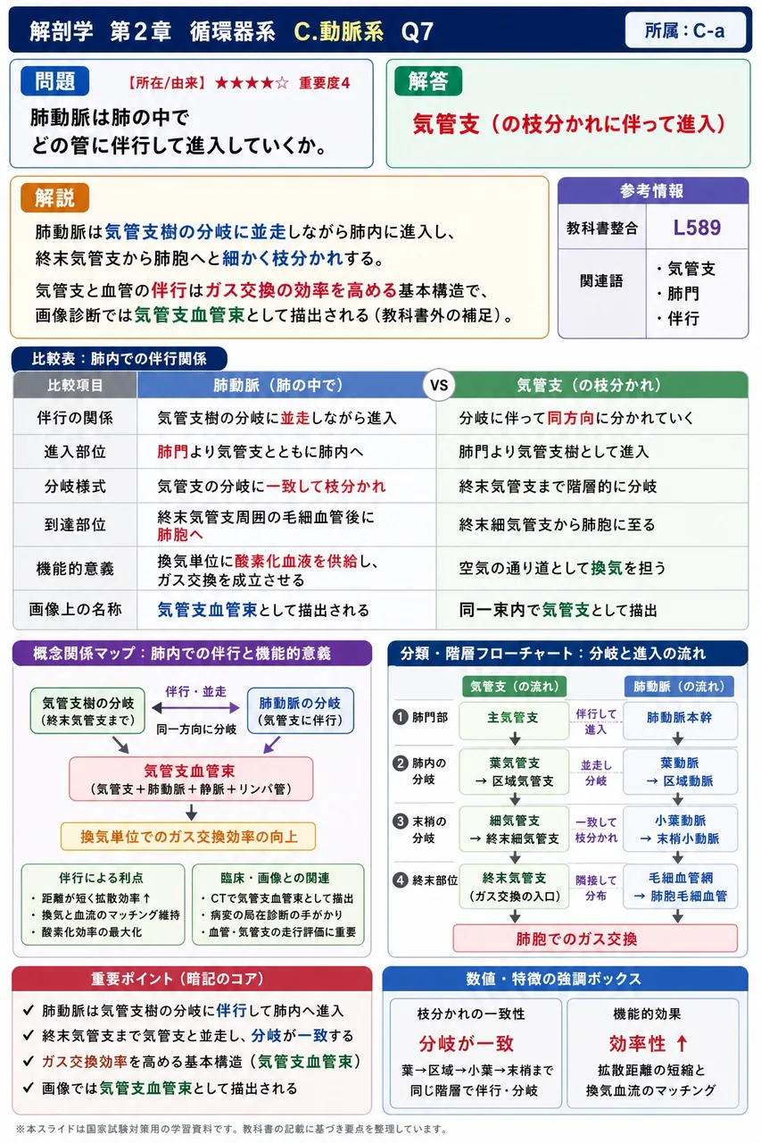 肺動脈は肺の中でどの管に伴行して進入していくか。 解説図