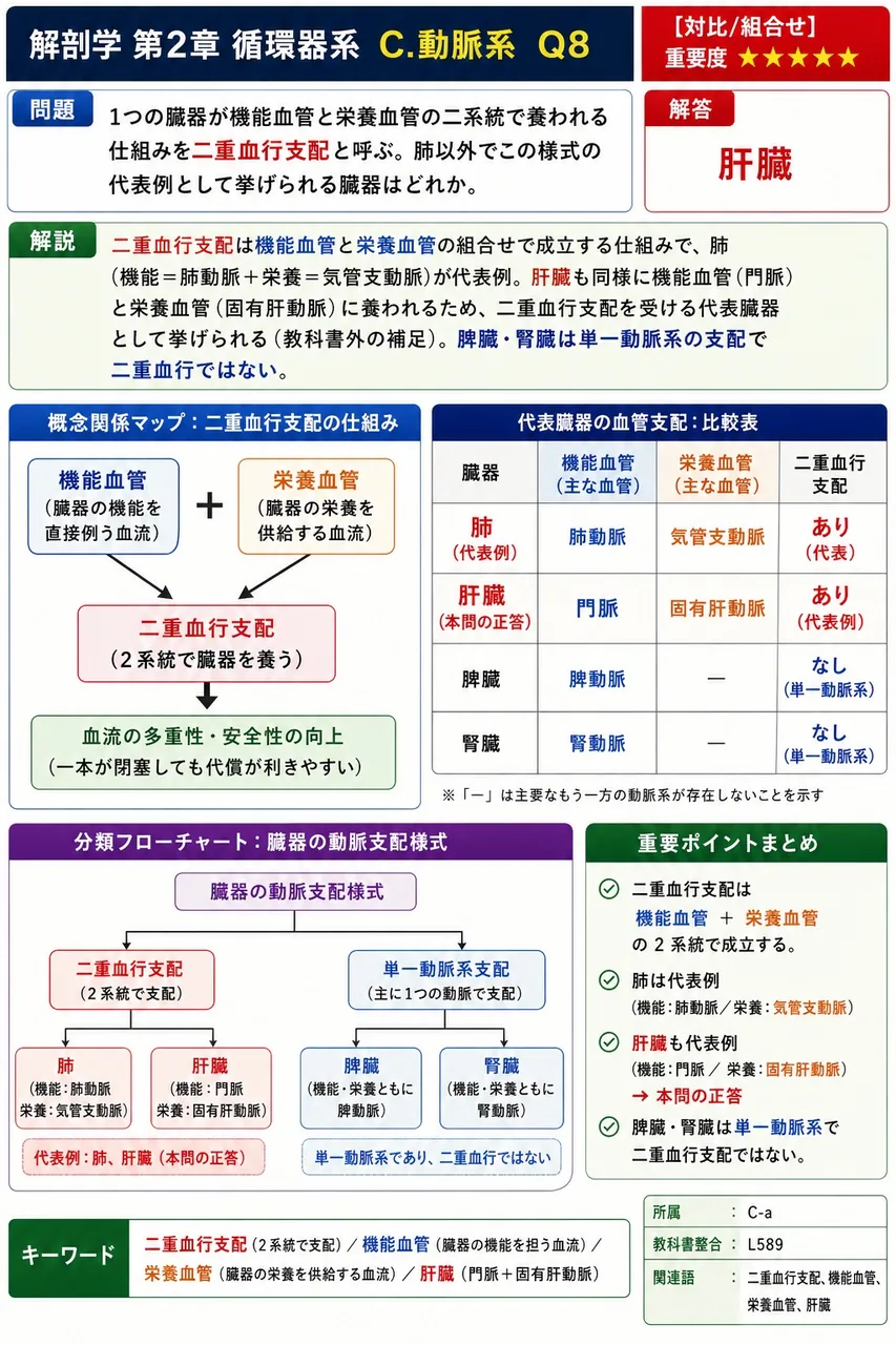 1つの臓器が機能血管と栄養血管の二系統で養われる仕組みを二重血行支配と呼ぶ。肺以外でこの様式の代表例として挙げられる臓器はどれか。 解説図