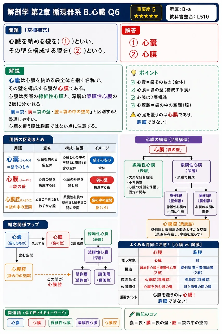 左心室を起点とし、太さ約3cm、ステッキのような形をしている体循環動脈系の本幹を( )という。 解説図