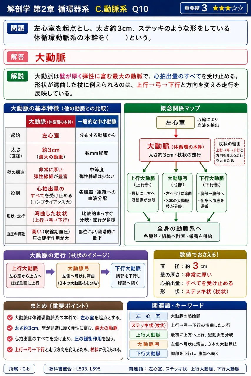 鎖骨下動脈から直接分枝するのはどれか。 解説図
