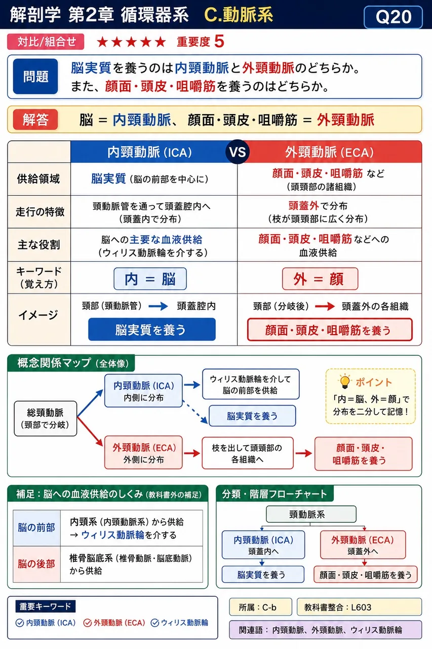 脳実質を養うのは内頸動脈と外頸動脈のどちらか。また、顔面・頭皮・咀嚼筋を養うのはどちらか。 解説図