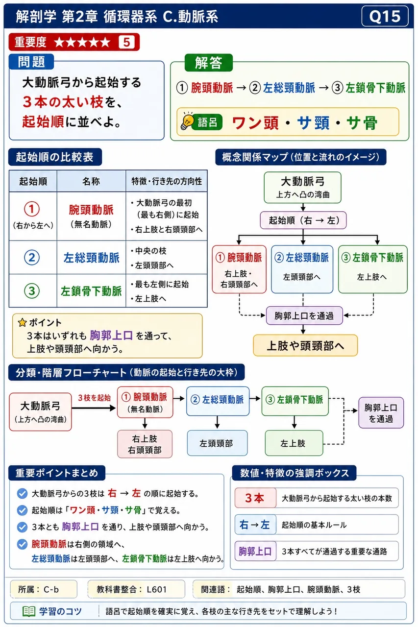 胸大動脈の直接枝はどれか。 解説図
