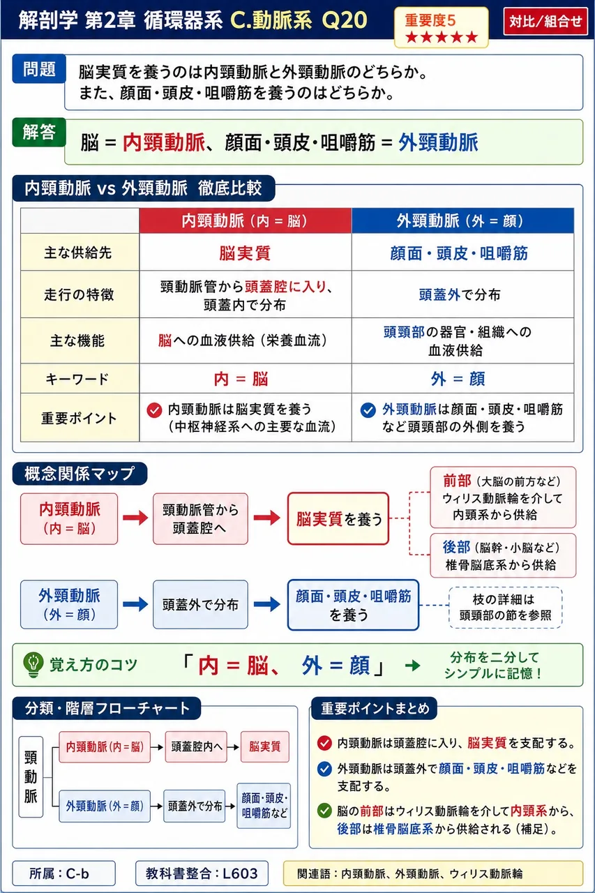 腹大動脈は何椎の高さでどのような枝に分岐して終末となるか。 解説図