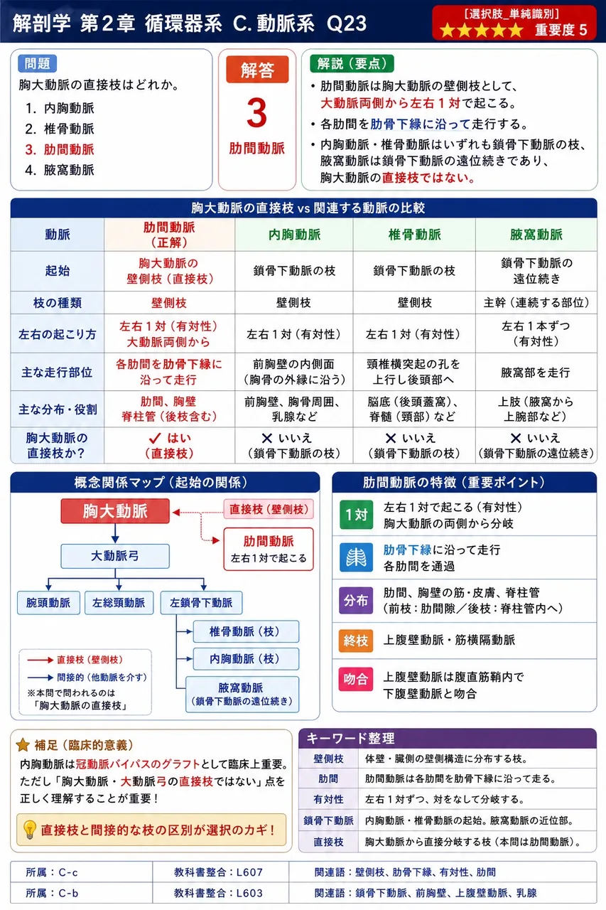 胎児循環で臍帯を通って胎盤へ血液を運び、出生後はその大部分が線維索化する動脈は何か。 解説図