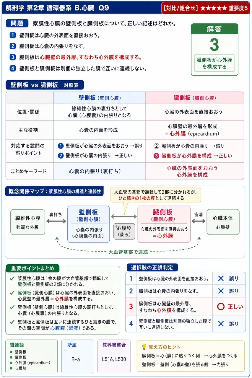 出生後、臍動脈の近位部は何という動脈として残存し、どこを養うか。 解説図