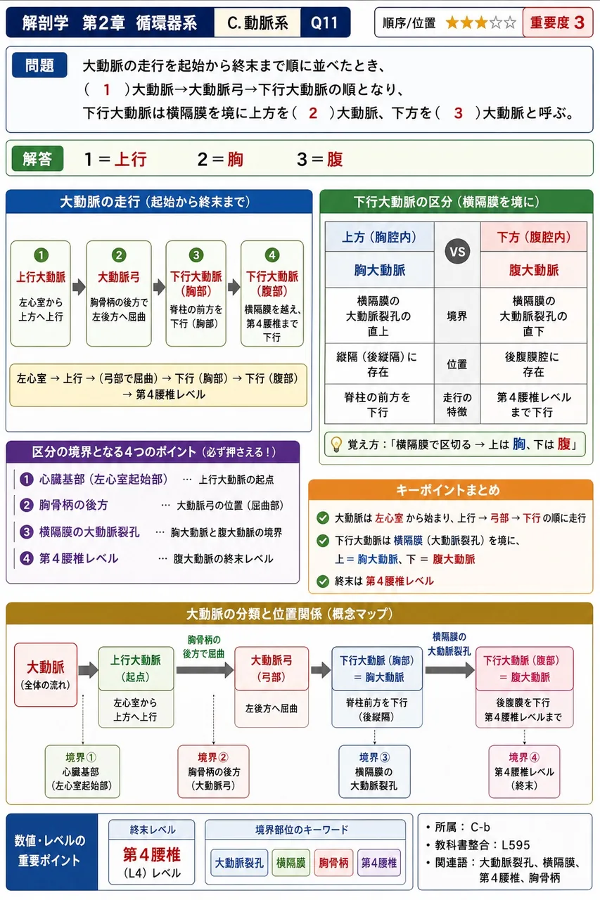 内腸骨動脈の下肢に向かう枝のうち、骨盤側壁を走り、閉鎖管を通って大腿内側へ達する動脈は何か。また、その動脈に伴行する神経は何か。 解説図