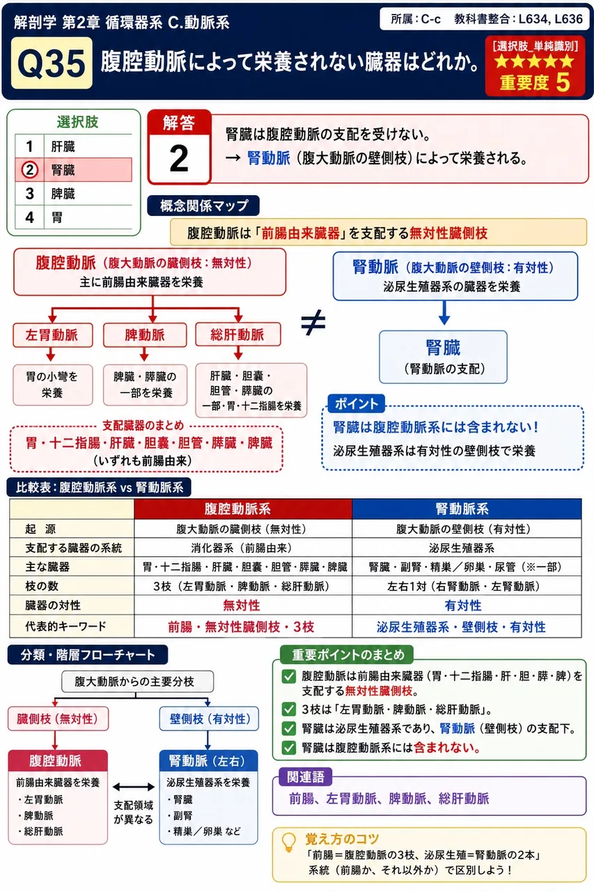 前腸由来臓器を養う動脈、中腸由来臓器を養う動脈、後腸由来臓器を養う動脈はそれぞれ何か。 解説図