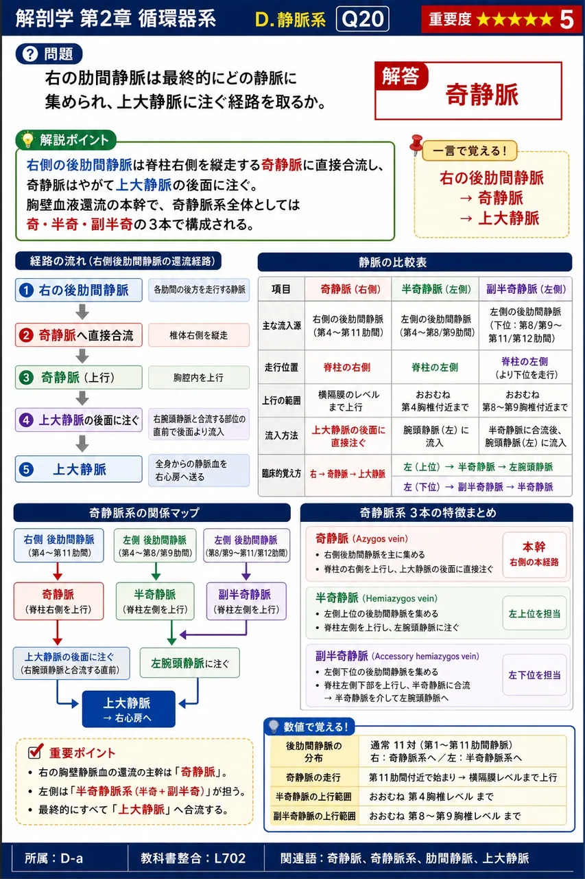 肺から心臓へ戻る肺静脈の総数は何本か。 解説図