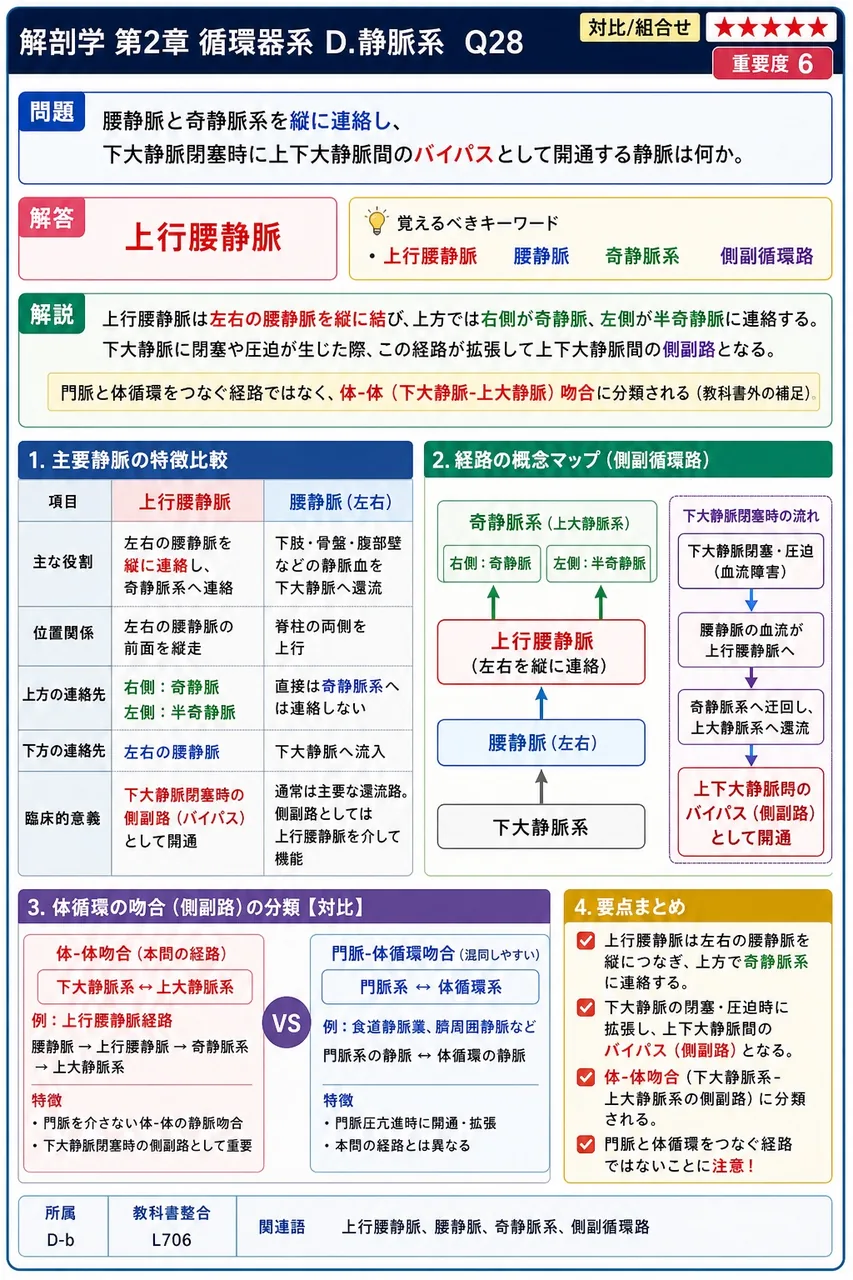 体循環で動脈と並走しその名前を共有する静脈を( 1 )静脈、皮下を独立して走行する静脈を( 2 )静脈という。 解説図