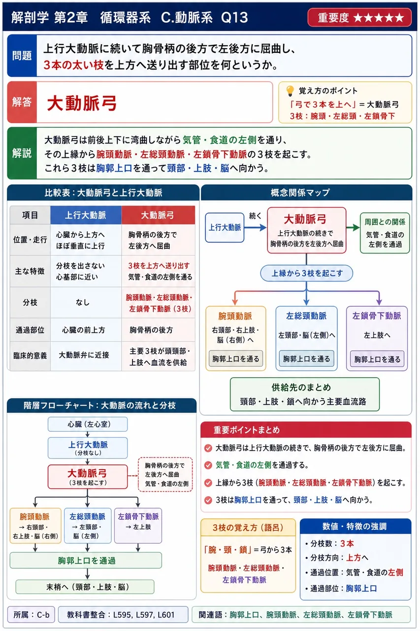 腰静脈と奇静脈系を縦に連絡し、下大静脈閉塞時に上下大静脈間のバイパスとして開通する静脈は何か。 解説図
