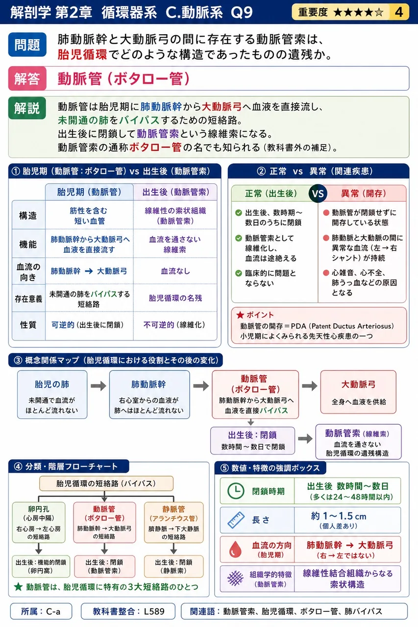 左右の腎静脈の長さの違いについて正しいのはどれか。 解説図