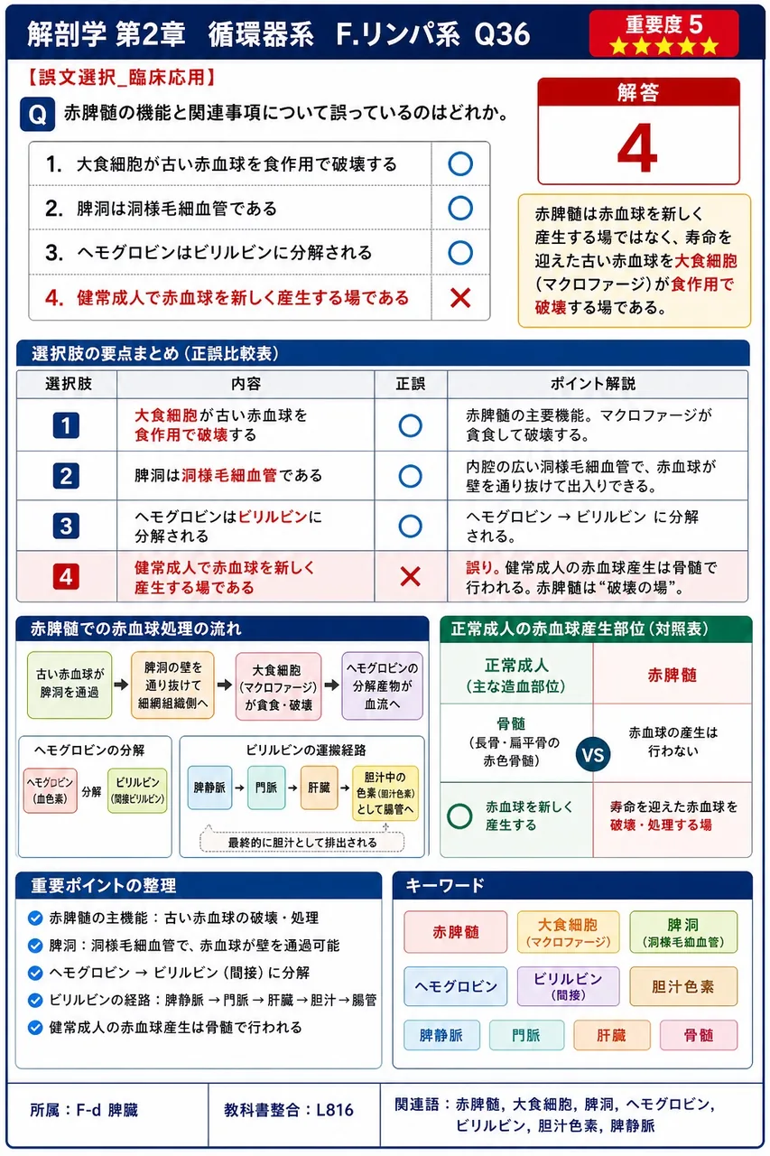 毛細リンパ管と毛細血管に共通する組織学的特徴として最も適切なのはどれか。 解説図