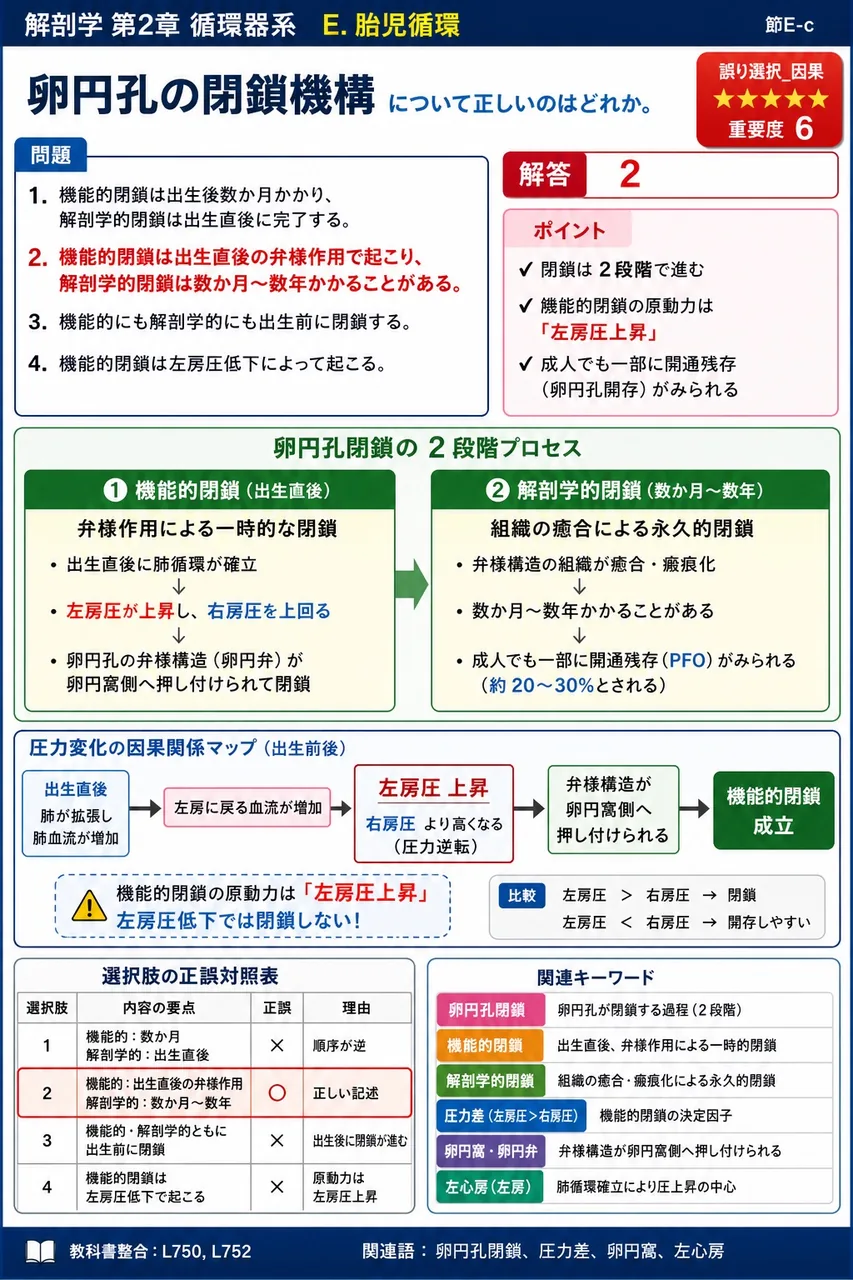 胸管が集めるリンパの担当領域として最も適切なのはどれか。 解説図