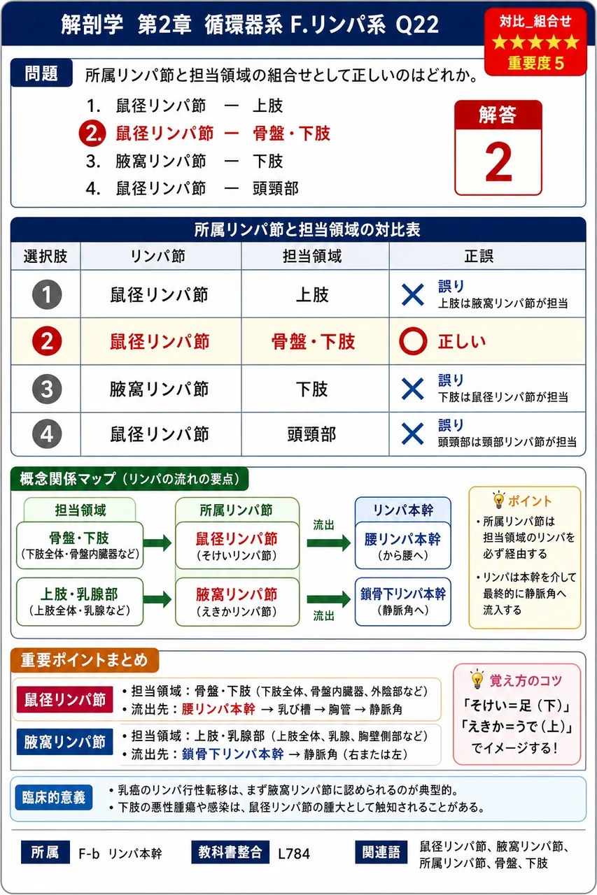 白脾髄の主な内容として正しいのはどれか。 解説図
