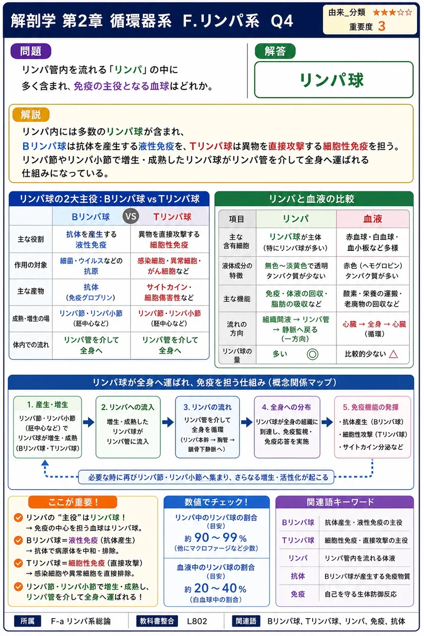 Tリンパ球の発生・成熟に関する記述として正しいのはどれか。 解説図
