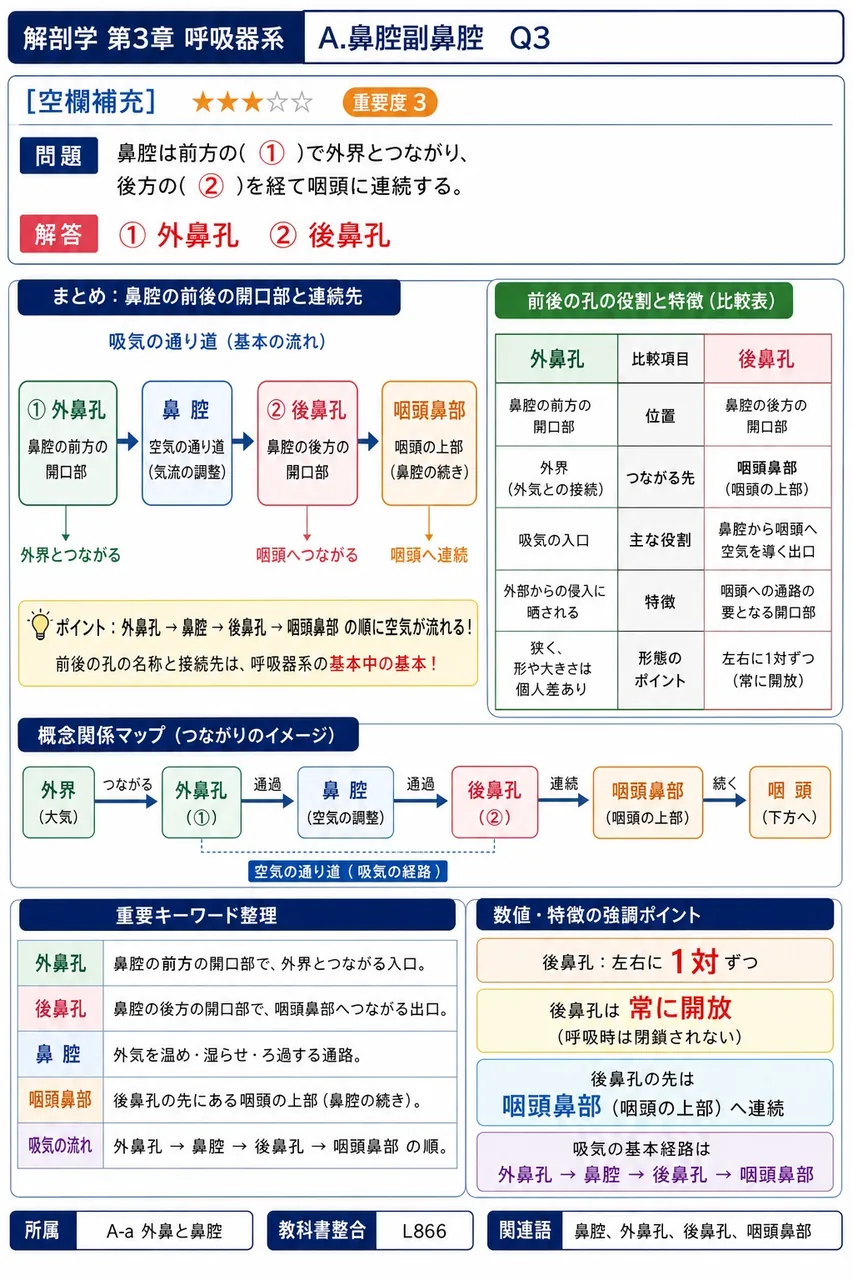 吸気が体外から咽頭に達するまでの経路として正しい順序はどれか。 解説図