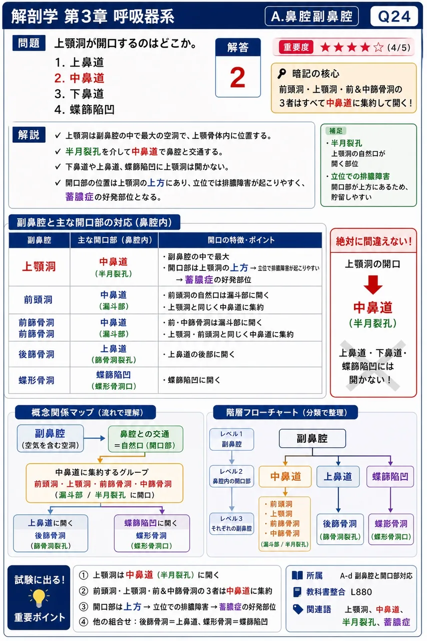 副鼻腔に含まれないのはどれか。 解説図