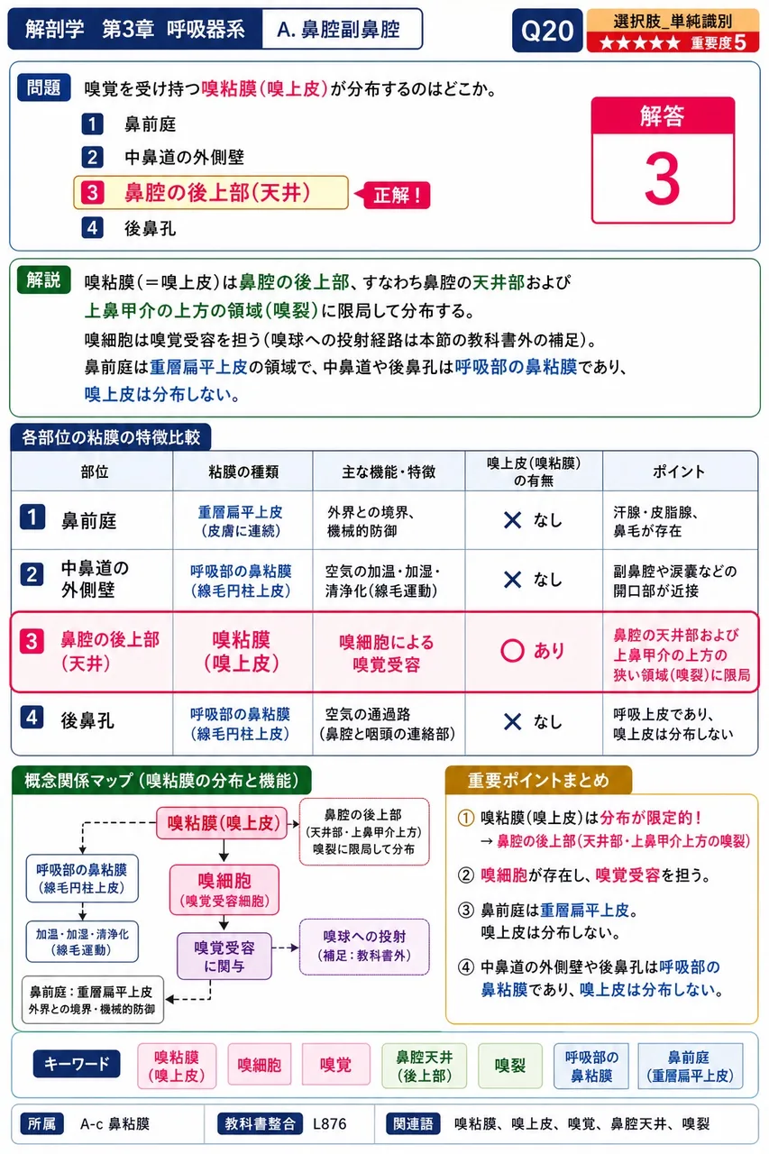 副鼻腔の説明として誤っているのはどれか。 解説図