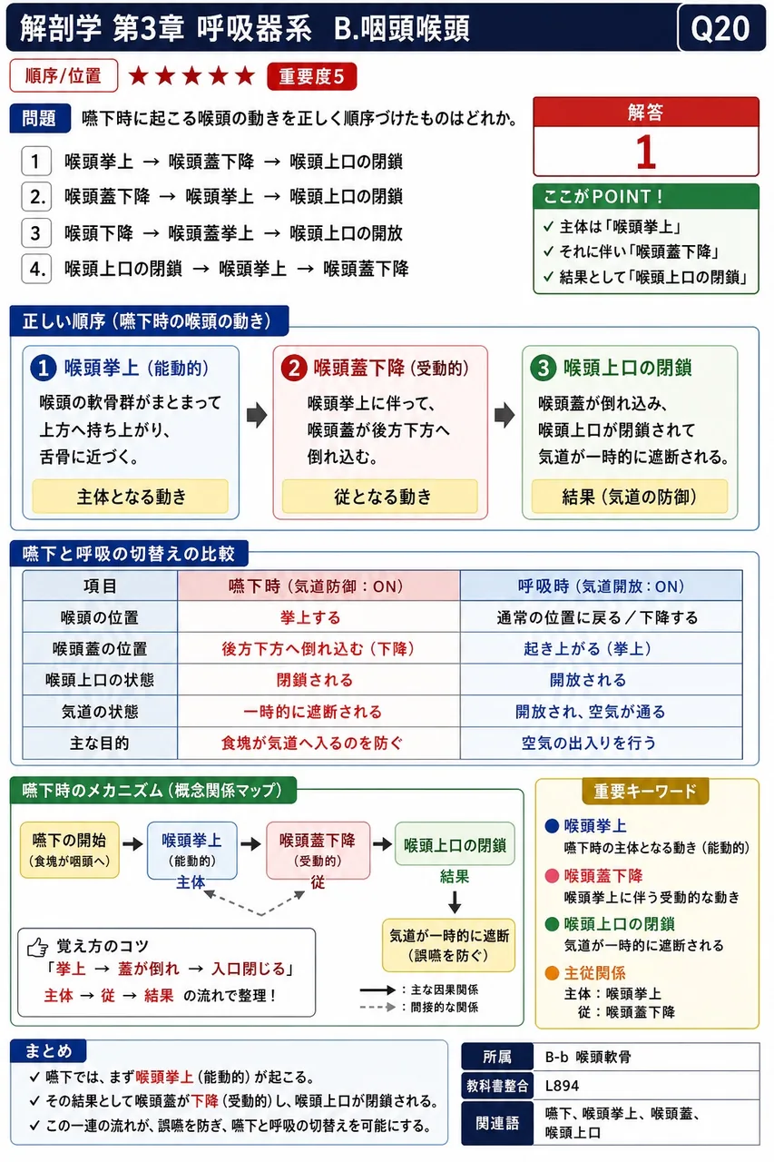 咽頭の機能的特徴として最も適切なのはどれか。 解説図