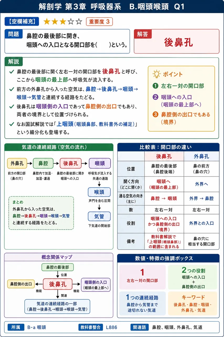 声帯ヒダの三層構造の組合せとして最も適切なのはどれか。 解説図
