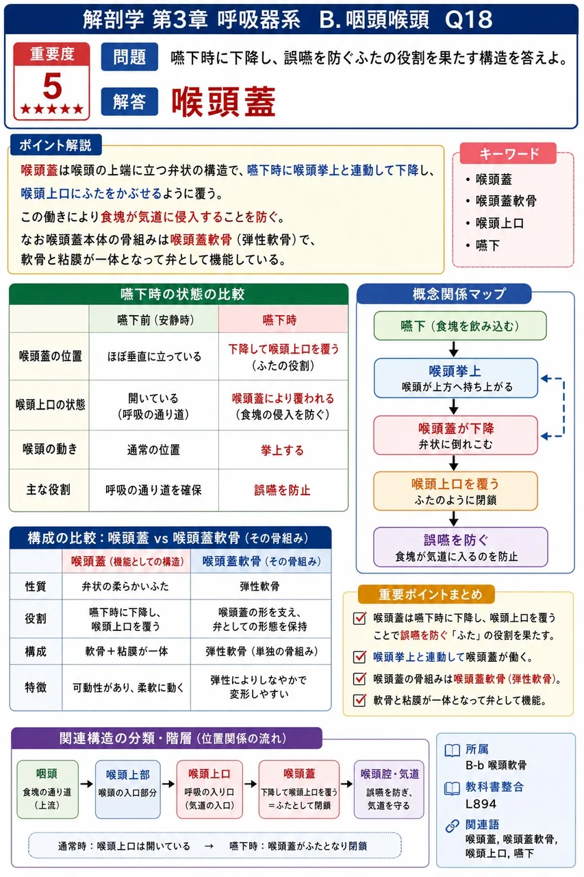 声帯は前方では左右が一点に合わさり、後方では披裂軟骨側で離れるため、上から眺めると( )字形をしている。 解説図