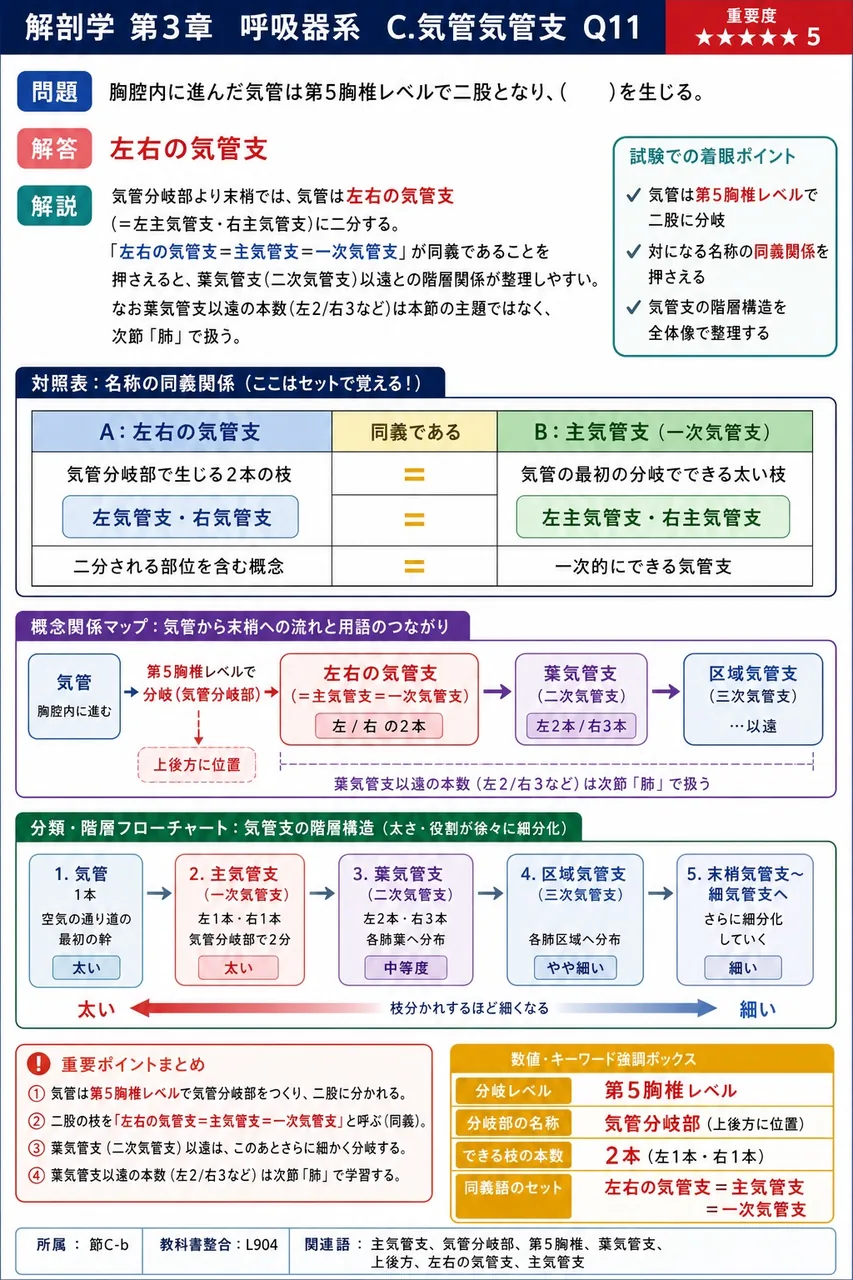気管は( )では体表から触知できる。 解説図