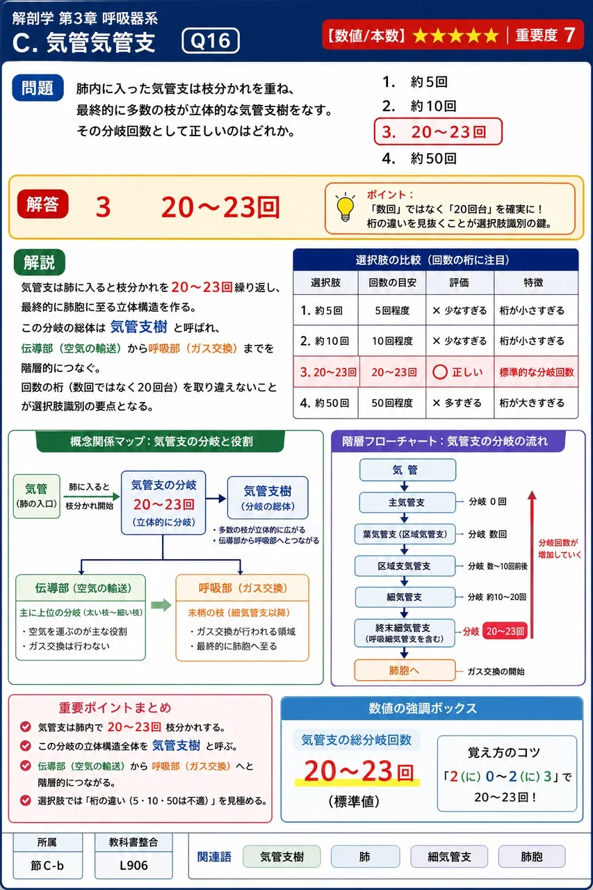 気管の後壁(膜性壁)を構成する組織として、正しい組合せはどれか。 解説図