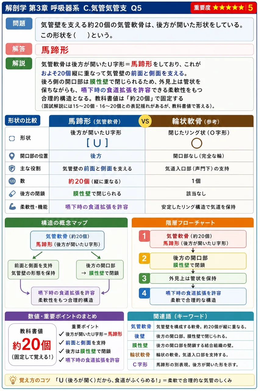 肺の各部位と隣接する構造の組合せで正しいのはどれか。 解説図