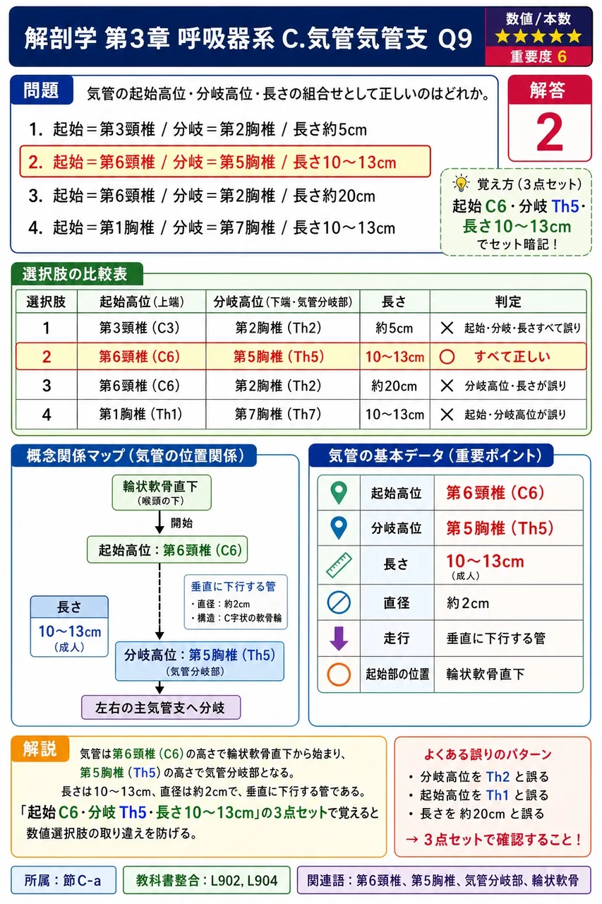 気管支の階層で軟骨を持つものはどれか。 解説図