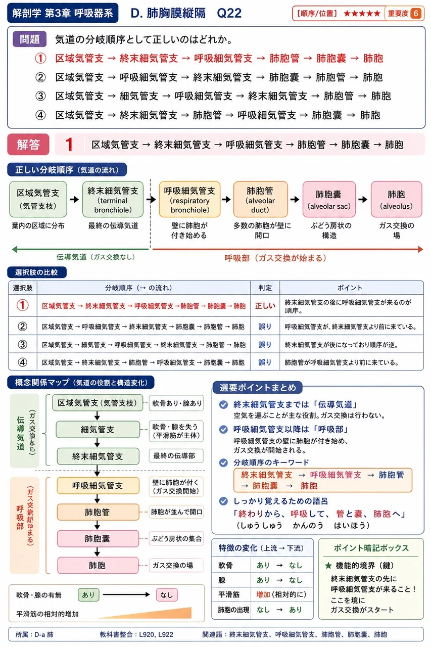 1つの肺区域を支配し、その区域の血管支配とともに独立性を担保する気管支は何か。 解説図