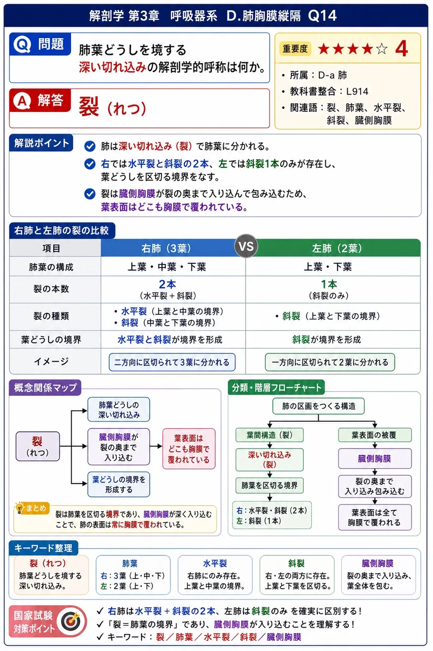 肺胞でガス交換に関わる、呼吸上皮・基底膜・毛細血管内皮細胞からなる3層の構造を何というか。 解説図