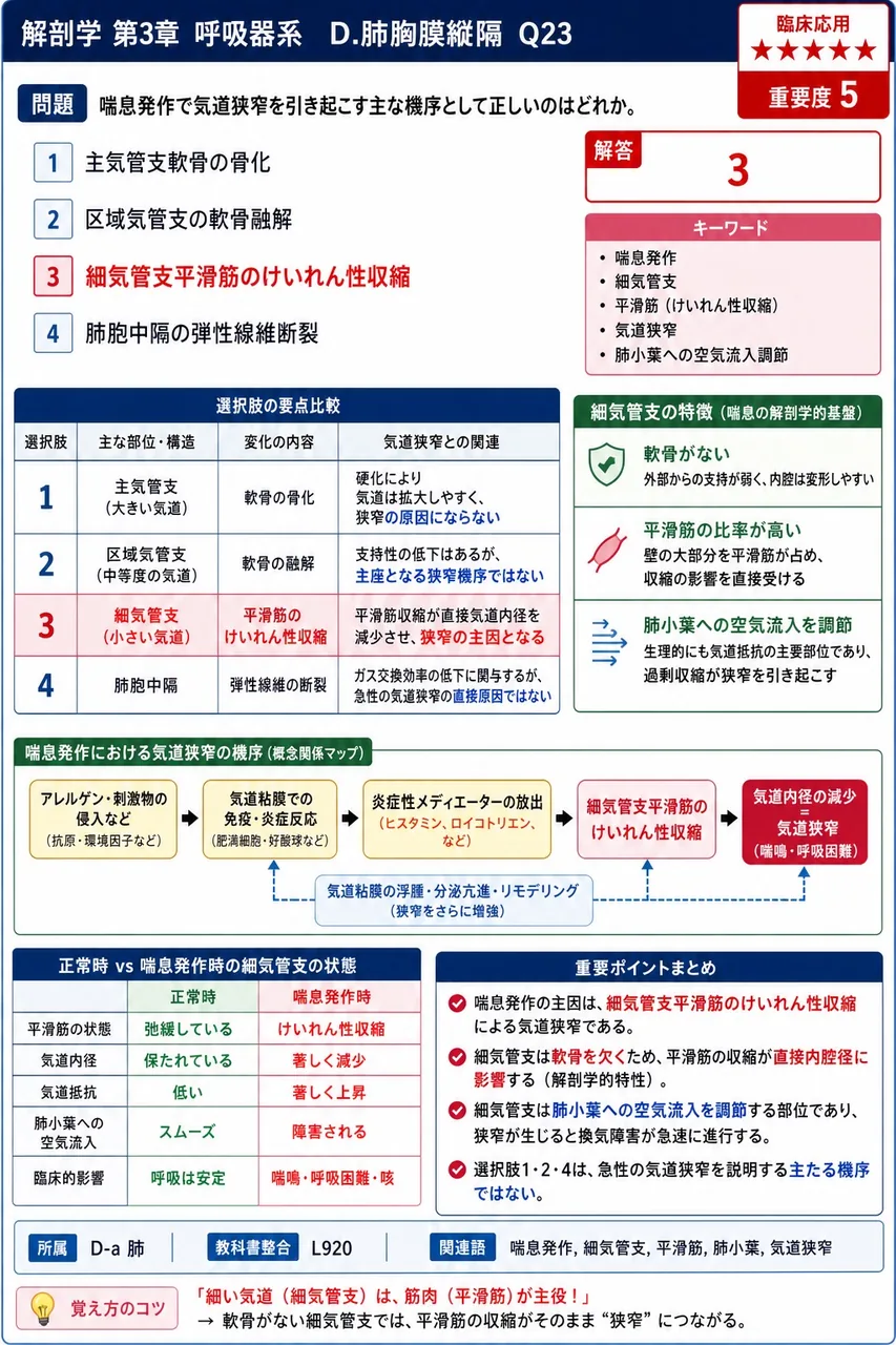 肺の表面を直接覆う光沢のある薄い漿膜を( )という。 解説図