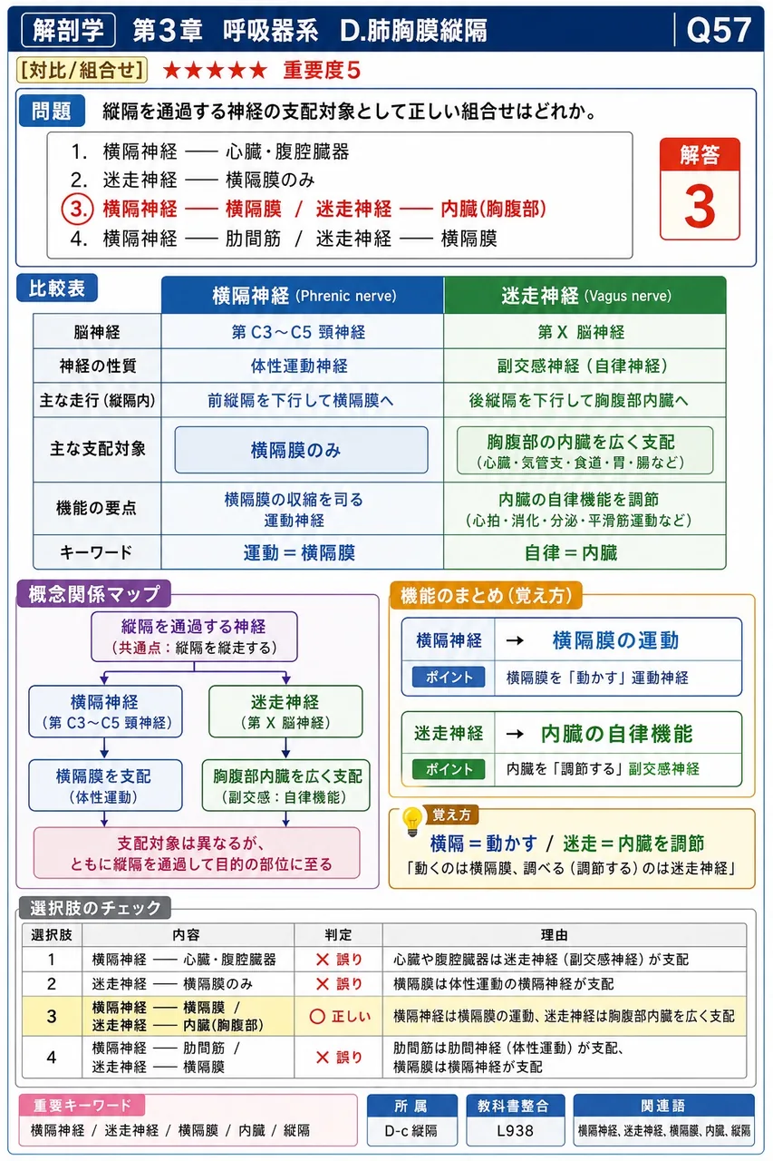 胸膜腔の下端で、肋骨内面と横隔膜の間に挟まれる狭い予備空間を何というか。 解説図