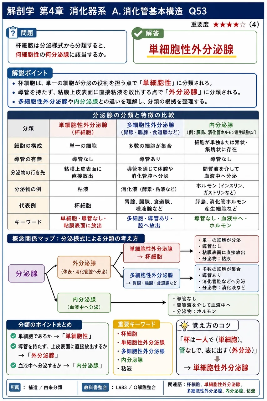 胃腺と腸腺が分泌活動を行っている粘膜の層はどこか。 解説図