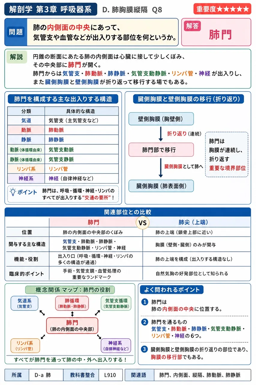 胃腺と腸腺について、両者に共通する所在層を説明する文として正しいのはどれか。 解説図