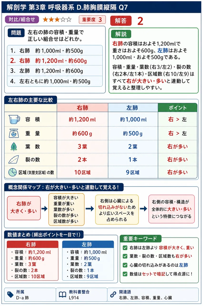 アウエルバッハの神経叢が存在する場所はどこか。 解説図