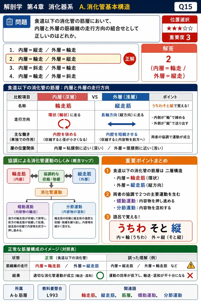 消化管における蠕動運動と分節運動を協調的に調節する神経叢はどれか。 解説図