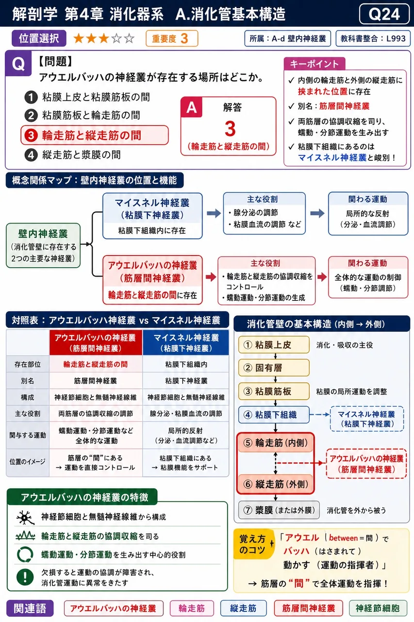 孤立リンパ小節と集合リンパ小節の対比として正しいのはどれか。 解説図