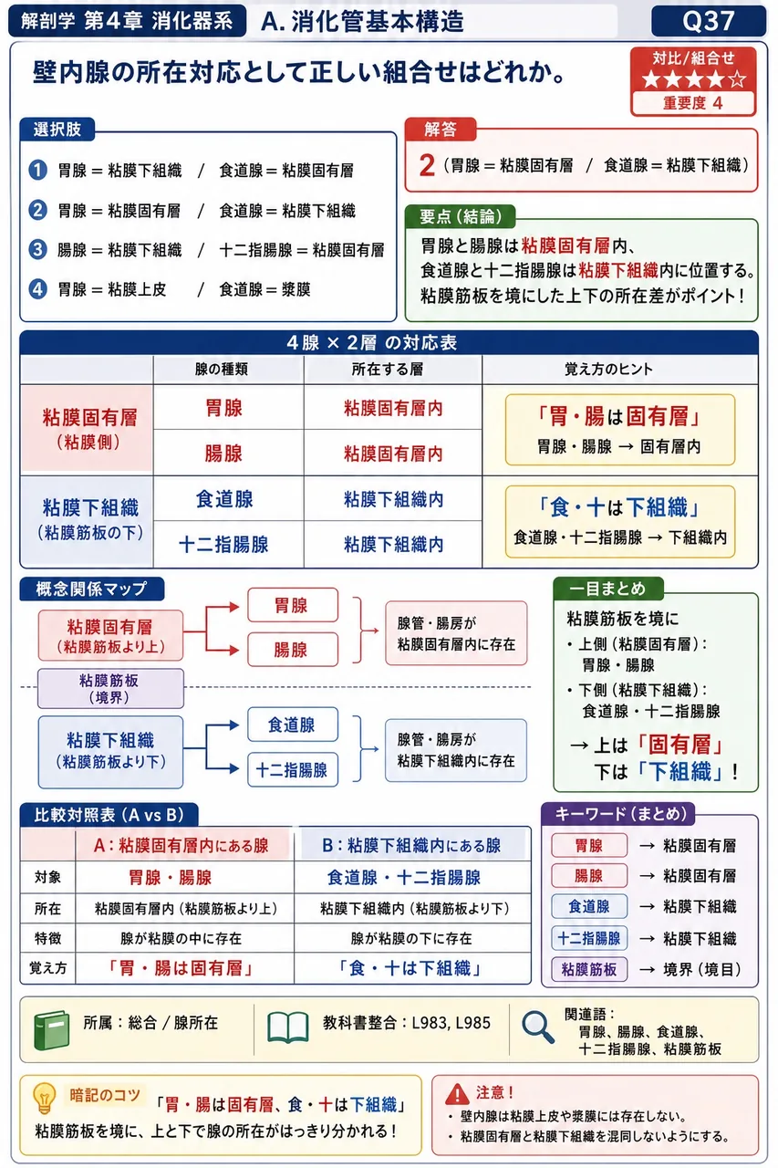 消化管壁の層について誤っているのはどれか。 解説図