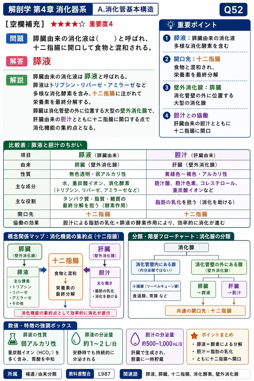 膵臓由来の消化液は( )と呼ばれ、十二指腸に開口して食物と混和される。 解説図